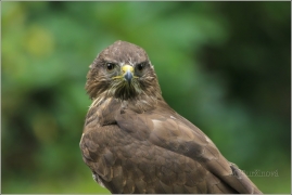 <p>KÁNĚ LESNÍ (Buteo buteo) /Common buzzard - Mäusebussard/</p>